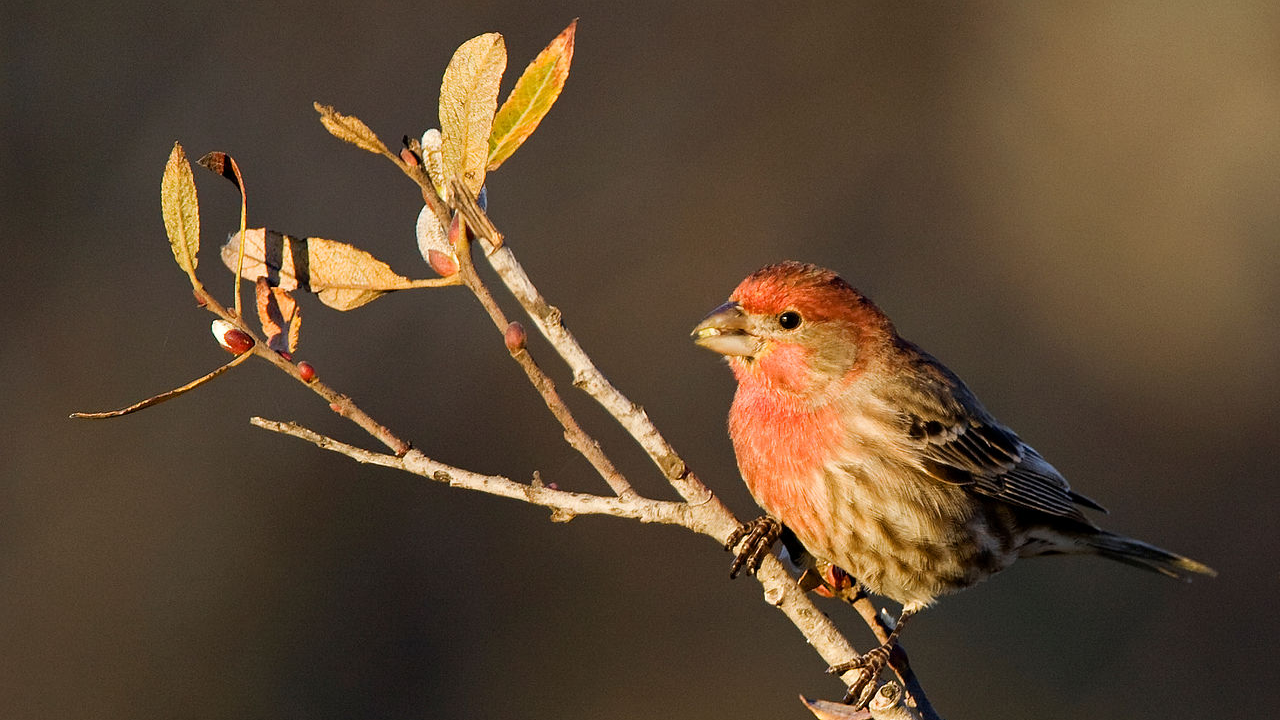 House Finch