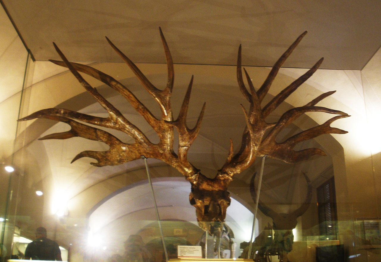 Bush-antlered deer